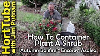 How To Container Plant A Shrub - Autumn Bonfire™ Encore® Azalea