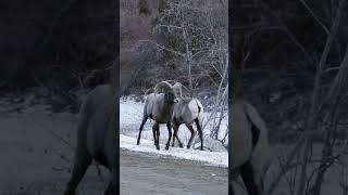 That's gotta hurt! Rams ritual head butting #shorts #hiking #colorado #wildlife #bighorn