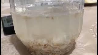 Make Your Own Natural Fertilizer - Calcium Phospate -