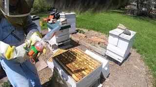 how I do honey production using a single deep hive body