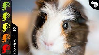 Guinea Pig, The Best Pet Mammal?