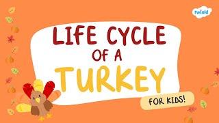 Life Cycle of a Turkey for Kids! Learn About Turkeys | Turkey Facts for Kids | Twinkl USA