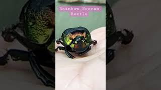 Look  at this rare 🪲 iridescent rainbow scarab beetle!