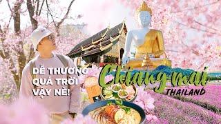 Du lịch Chiang Mai | SĂN HOA ĐÀO + LÀNG MAE KAMPONG + VƯỜN HOA + ĂN NGON | IAMKOO