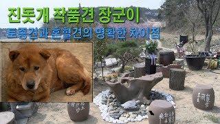 진돗개  토종견과 혼혈견의 명확한 차이점.송죽TV방송