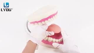 LYOU Dental Tooth Model 6x Teaching Model Mouth Model