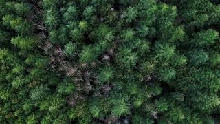 Drone Footage of Forest - Free Stock Footage | Non Copyright Footages | NCF