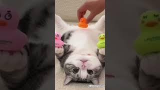 #고양이 #cat