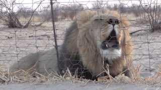 Big Lion Roaring