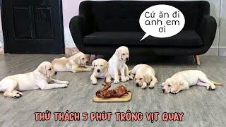 Thử Thách 5 Phút Trông Vịt Quay Của Lũ Cún Con | I Left My Puppies Alone With A Roasted Duck