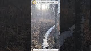 ScienceMan Moment of Zen 0508 #peaceful #winter #forest #trailrunning #asmr