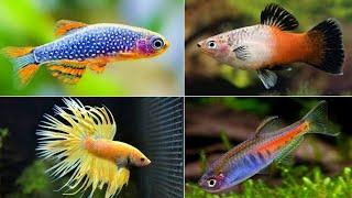 5 most beautiful aquarium fishes for beginners | Your first aquarium | AnimalHolic