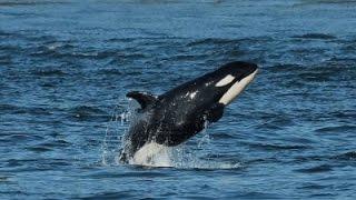 Wash. Boat Patrols Help Protect Killer Whales