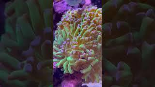 This Frammer coral 🪸 is growing super fast. #youtubeshorts #aquarium #ocean