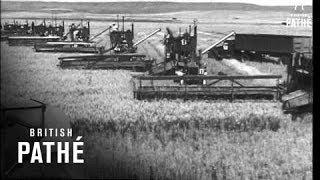 Wheat Harvest USA (1947)