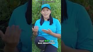 How to Get Rid of Root Knot Nematodes