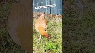 Pollas Kelso Mesa de reyes George neal line #kelso  #rooster  #chickenbreeds  #chicken