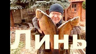 ЛИНЫ ЦЕЛИКОМ, ЗАПЕЧЕННЫЕ ПОРЦИОННО С ШАМПИНЬОННАМИ В ДУХОВКЕ