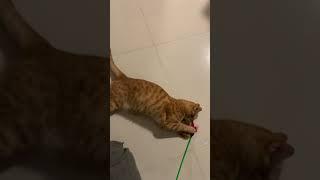 Playing with my cat 