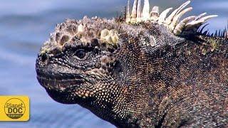 Iguana Documentary