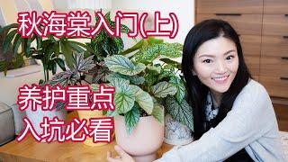 绿植进阶教程系列 01 | 秋海棠入门(上) | 种类介绍 日常养护 | 敲黑板划重点 | 入门款推荐 买前必看 | 今年最火的网红植物你入坑了吗? | Begonia Care Guide