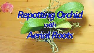 Repotting a Phalaenopsis orchid with aerial roots