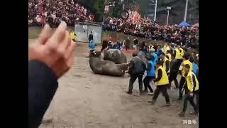 Deadliest Buffalo fighting must watch