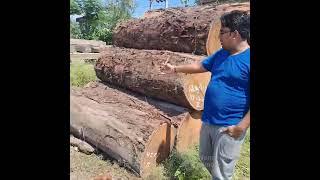 Uttarakhand Forest Corporation. Sal wood round logs.Contact Mobile no.8445303859.