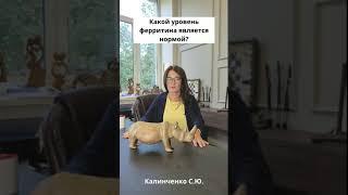 Какой уровень ферритина является нормой?