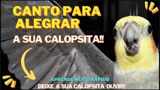 Canto de Calopsita, Cantos Para ensinar Calopsita canto para alegrar calopsita!