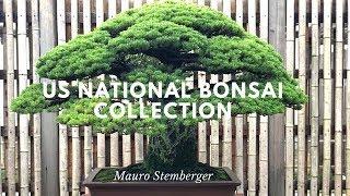 US NATIONAL BONSAI COLLECTION