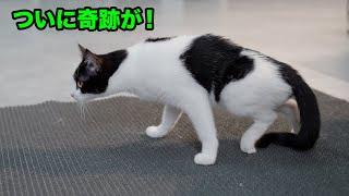 後ろ足が麻痺した猫の雨ちゃんが自分の足で歩き出した！泣くほど嬉しかった！