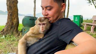 Monkey Kaka lies in her father's arms because her misses him