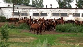 НОВОСИБИРСКАЯ ОБЛАСТЬ - Черепановский район