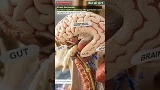 Stress hormones affecting the gut-brain axis Animation | Digestive System | Bio AI Art | 20