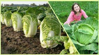 Amazing Chinese Cabbage Farm and Harvest in Japan - Japan Agriculture Modern  Technology