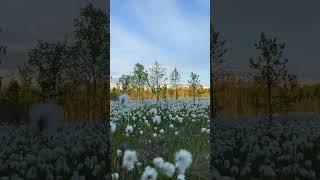 Первый снег) #весна #болото #пушитца
