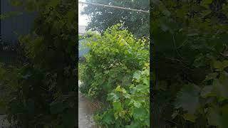 Продаётся квартира с земельным участком в центре станицы Каневская!