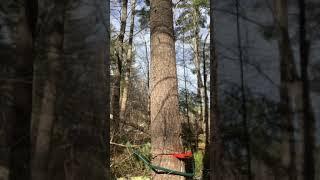 Felling tall pine by hand