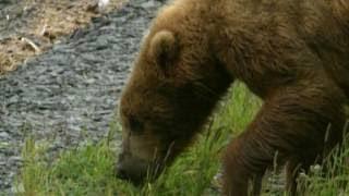 Grandes Documentales-El despertar de la naturaleza primavera en europa 1