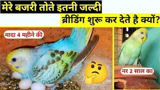 Australian parrot ki female itni jaldi Ande kyon de deti hai?