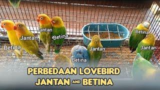 perbedaan Lovebird jantan dan betina di pasar ombyokan