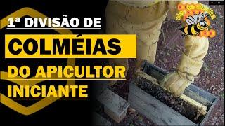 1ª DIVISÃO DE COLMÉIAS DE ABELHAS DO APICULTOR INICIANTE.