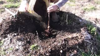 How To Plant A Gala Apple Tree