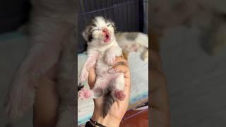 Timelapse Kitten Day 1 - Day 10 So Cute Funny Gemez  #kucing #kucinglucu #kitten  #timelapsecat