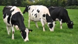 Retained placentas in Dairy cattle - Philip and Michael Kinane - Allsure boluses