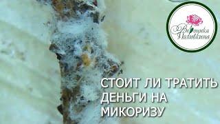 Стоит ли тратить деньги на покупку микоризы для своих растений