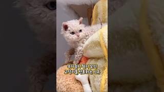 곱슬털 고양이가 부자들의 사랑을 받는 이유