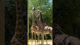 Heartwarming Giraffes at Cincinnati Zoo  Fun with Elephants 