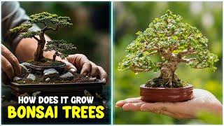 How to grow BONSAI Tree at Home | Bonsai Trees for Beginners